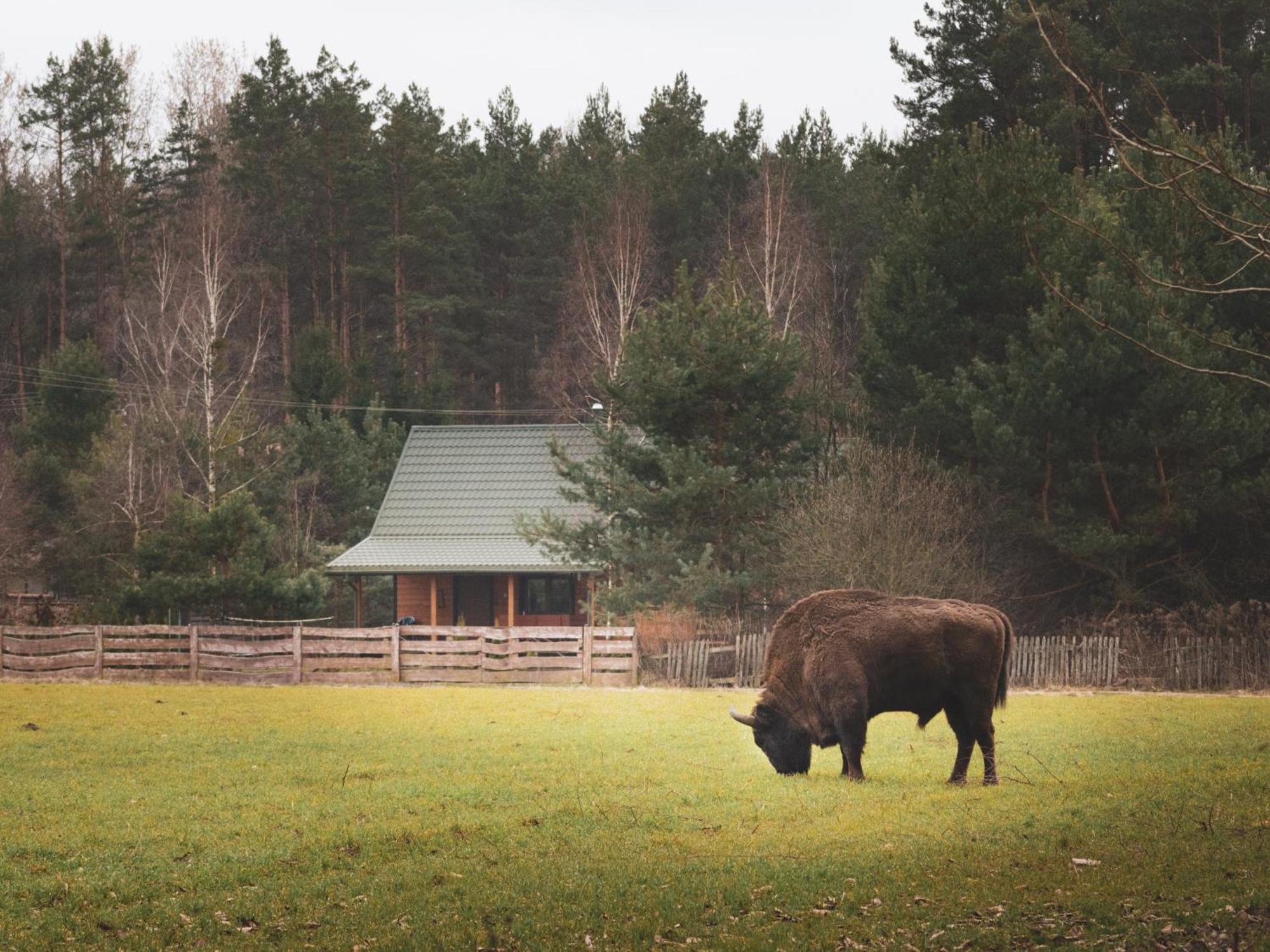 Villa Leśna 21 Dom Północ przy ZALEW SIEMIANÓWKA Luka Exterior foto